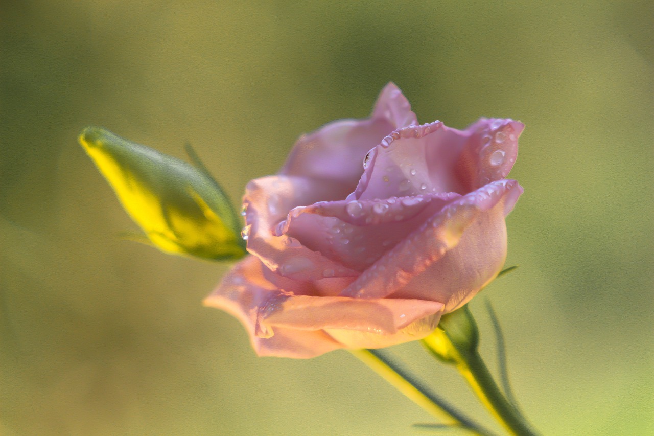 My Rose - Sweet smelling as a rose