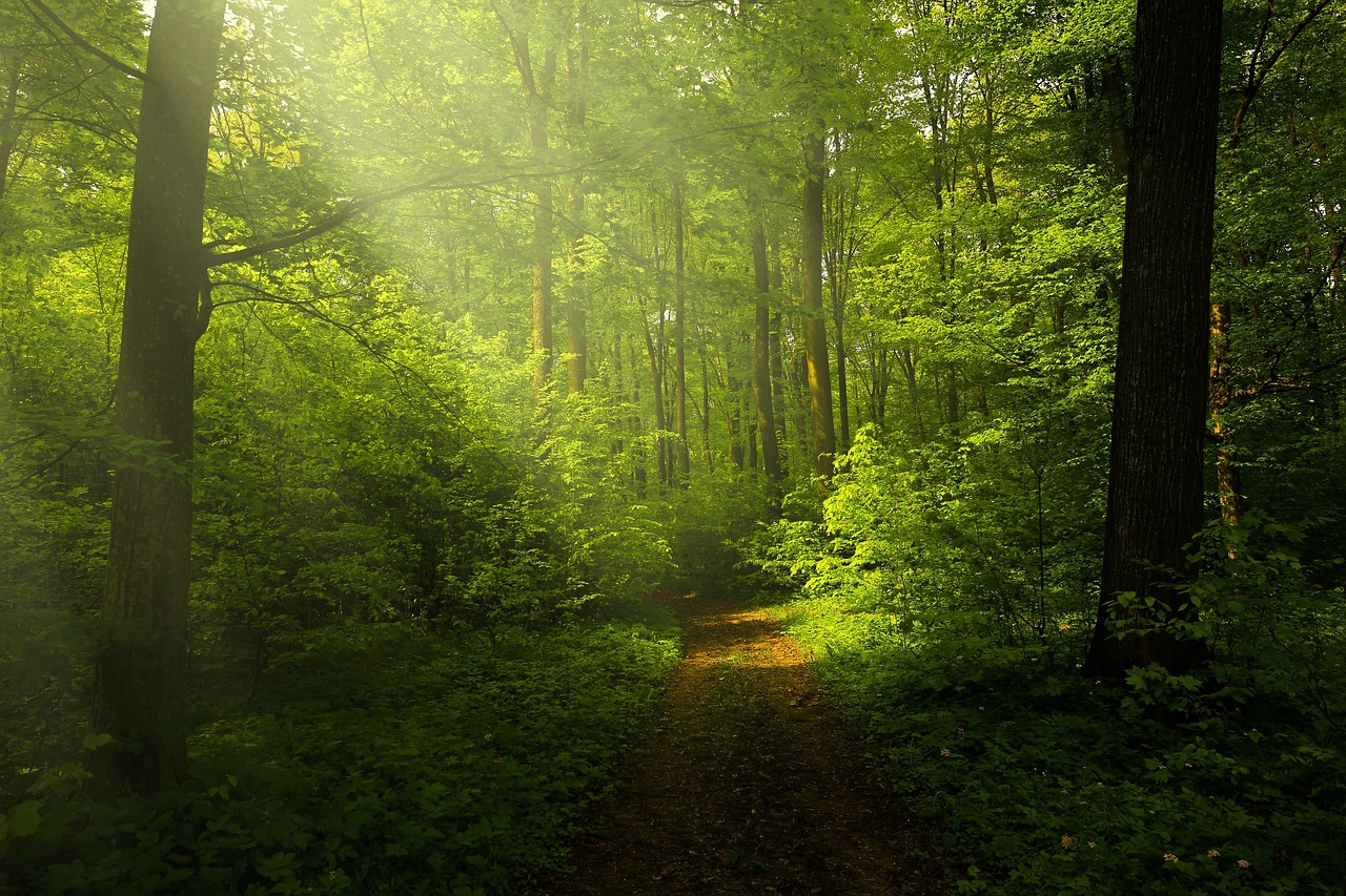 Mystic Forest - lost in the warmth of pine and evergreens.