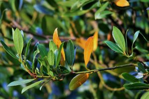 Bay leaves - an amazing healing essential!
